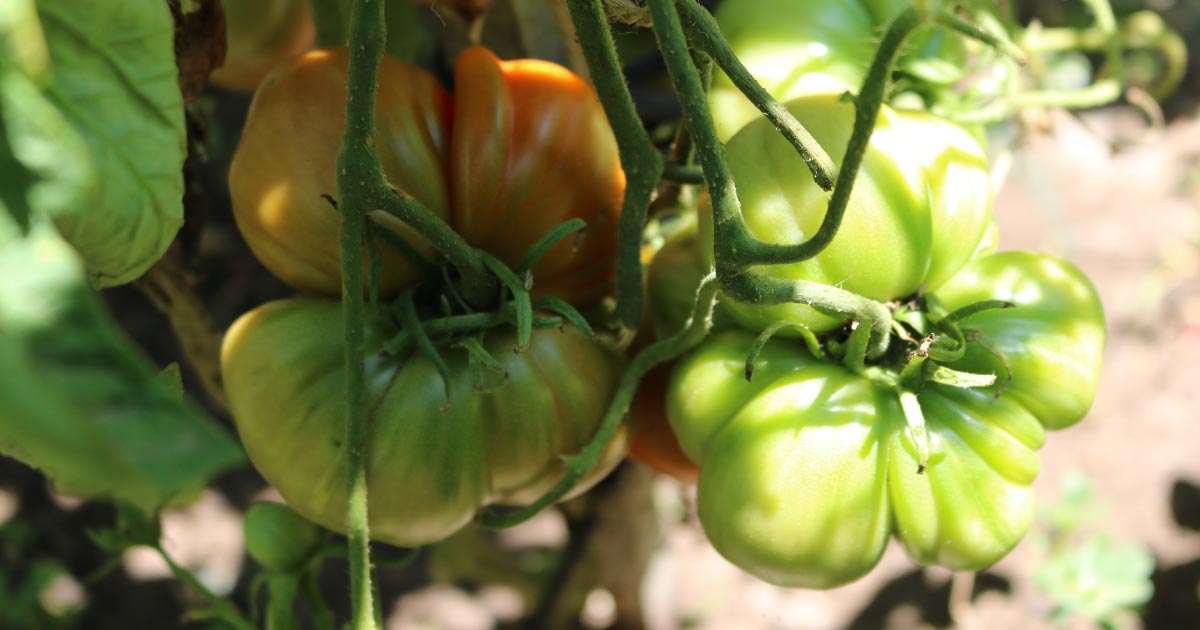 Tips and tricks from tomato growing insiders
