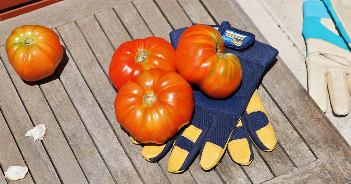 Long-time suburban gardeners reveal their tips and tricks to grow juicy tomatoes