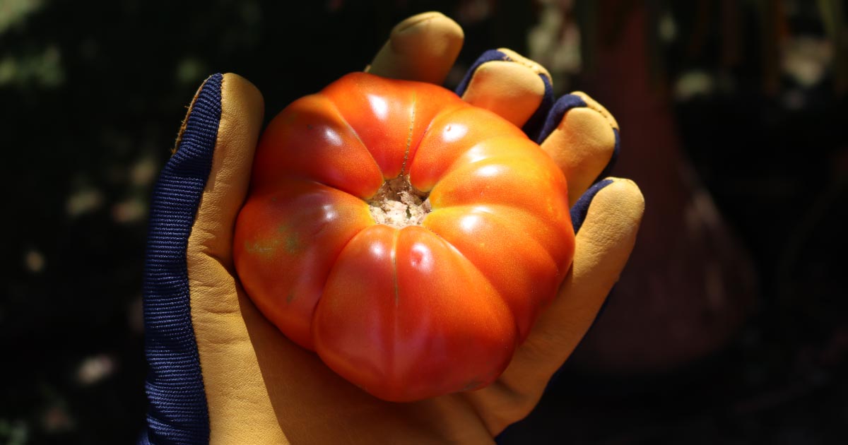 Wearing garden gloves protect your hands from the dangers